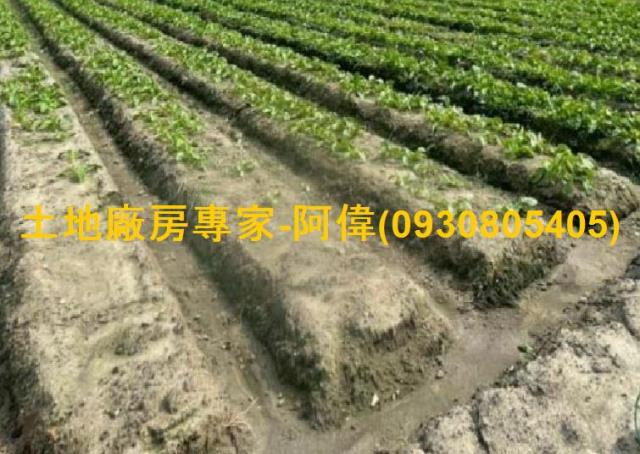 高雄大寮農地-1