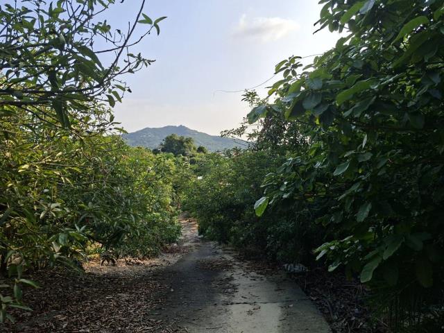 高雄阿蓮農地-5