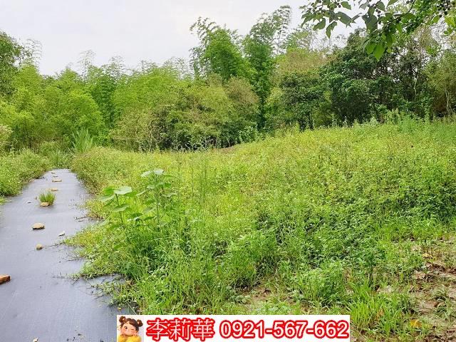 高雄田寮農地-6